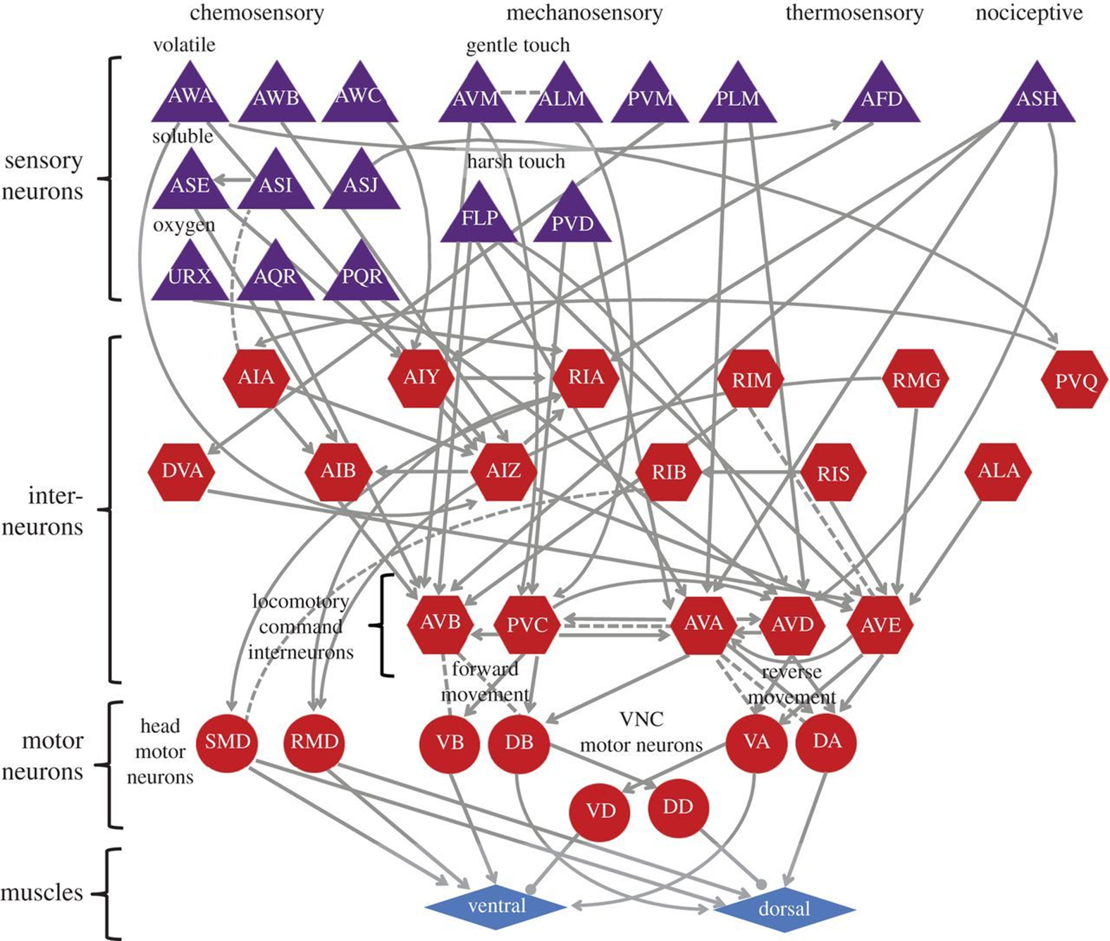 Neural Network of C Elegans